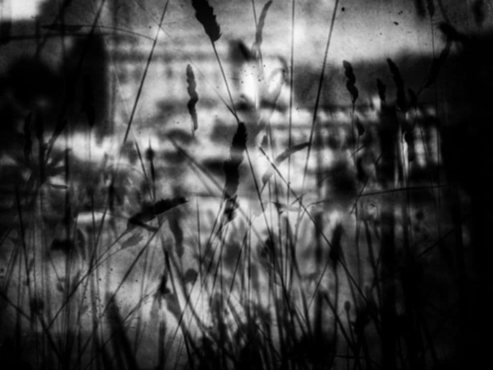 002=Épis à la nuit tombée, 2018_Corn ears at dusk, 2018.jpg